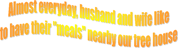 Almost everyday, husband and wife like
to have their "meals" nearby our tree house